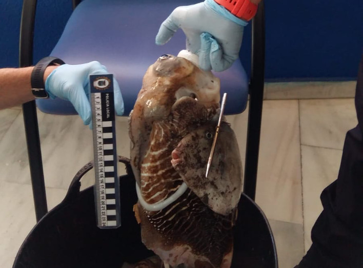 La Policía Local de Almuñécar decomisa a dos buzos 17 kilos e sepias y pulpos